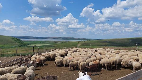 catalina dinu efective oi