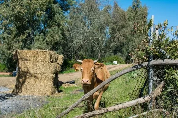 Febra aftoasă reapare în Cipru după 19 ani: 40 de focare confirmate și peste 14.000 de animale sacrificate