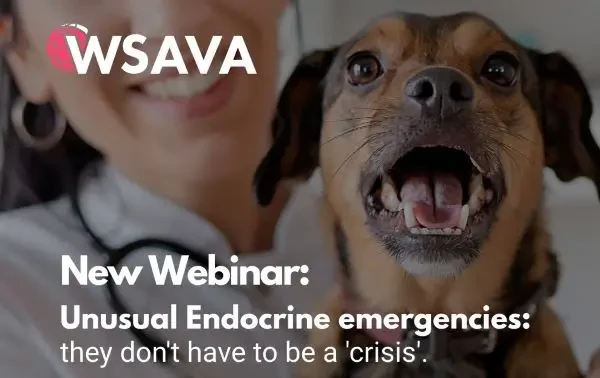 WSAVA lansează o nouă serie de webinare educaționale despre urgențele endocrine la câini și pisici