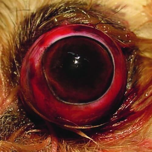 Urgente oftalmologice2