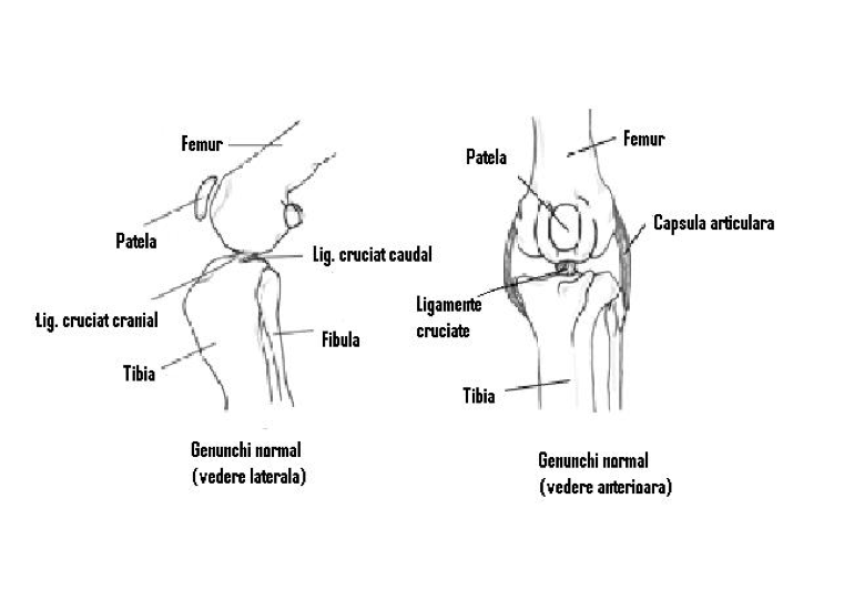 articulatia jaretului