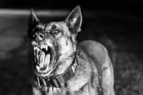 Rabia în România: Situație Scăpată de Sub Control? Pericol Iminent pentru Medicii Veterinari!