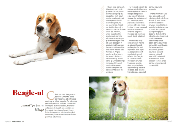 beagle