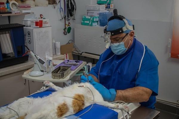 dan sebastian clinica in lumea animalelor