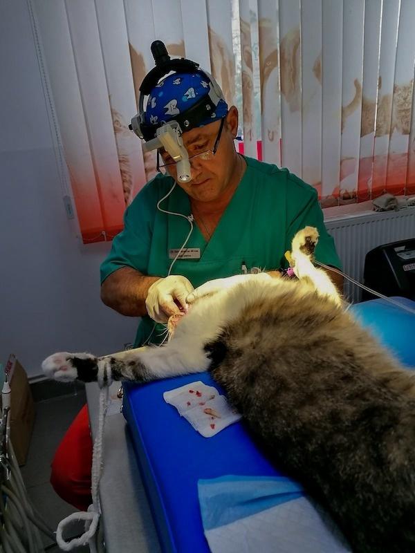 dan sebastian medic veterinar cluj napoca