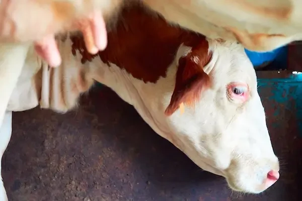 Avortul și mortalitatea perinatală la bovine: investigație, cauze și prevenție