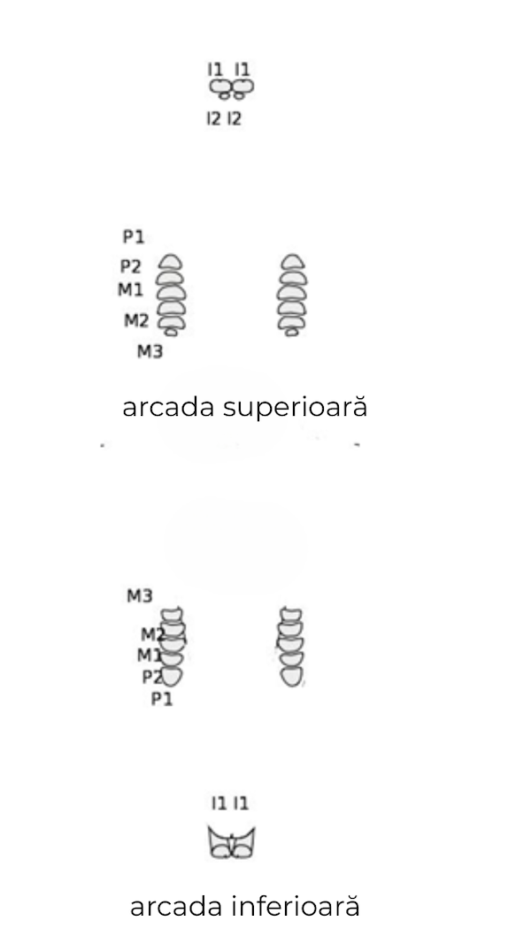 arcada superioară