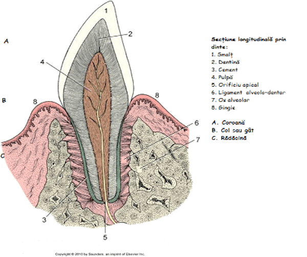 Sectiune longitudinala prin dinte