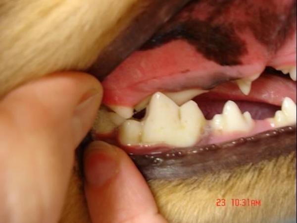 Muscatura incrucisata caudala molar inferior caine adult