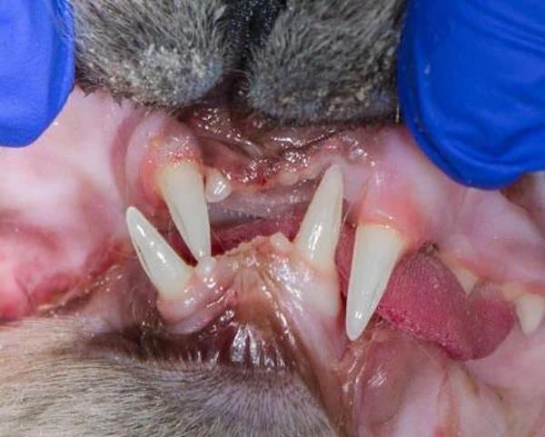 Asimetrie maxilo-mandibulara rostrala pisica adulta
