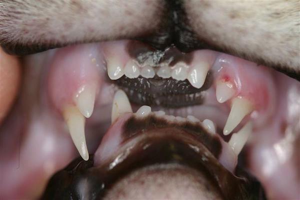 Asimetria maxilo-mandibulara lateral pisica sub 1 an