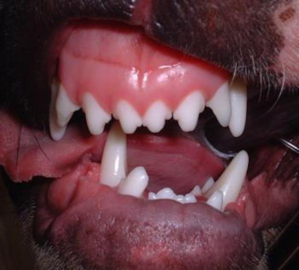 Asimetria maxilo-mandibulara in directia dorso-ventrala caine adult