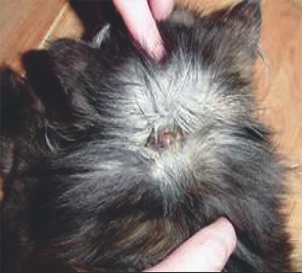 Atopia felina