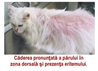 Dermatofitozele la Pisici si Oameni