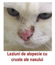 Dermatofitozele la Pisici si Oameni