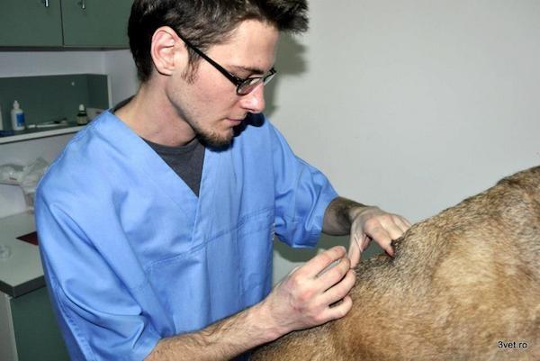 acupunctura veterinara bucuresti