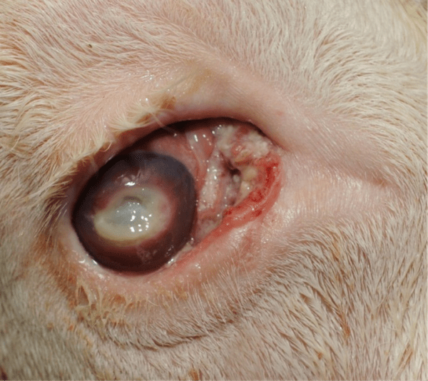 Carcinomul spinocelular cu localizare oculara la bovine
