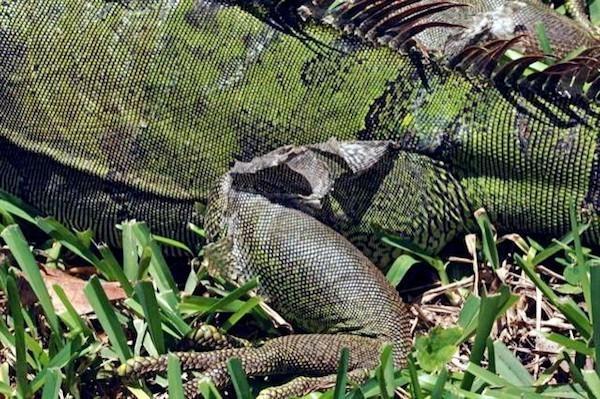 fig 6 shedding iguana by wyneken