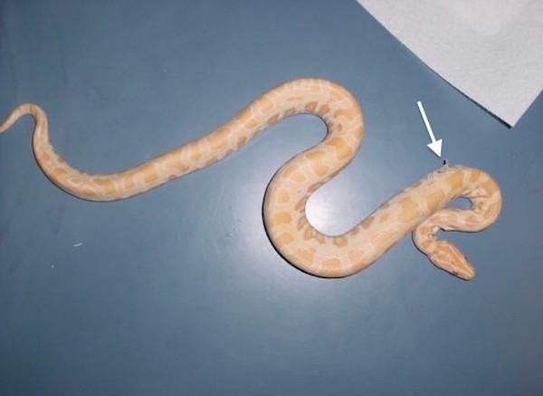 fig 8 Dysecdysis albino burmese python with mites