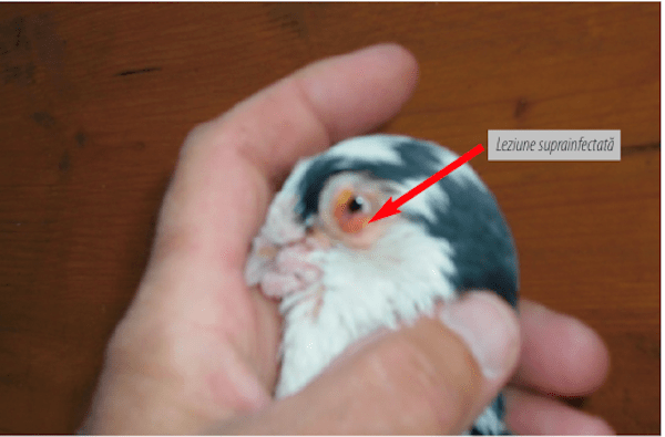 leziune suprainfectata porumbei
