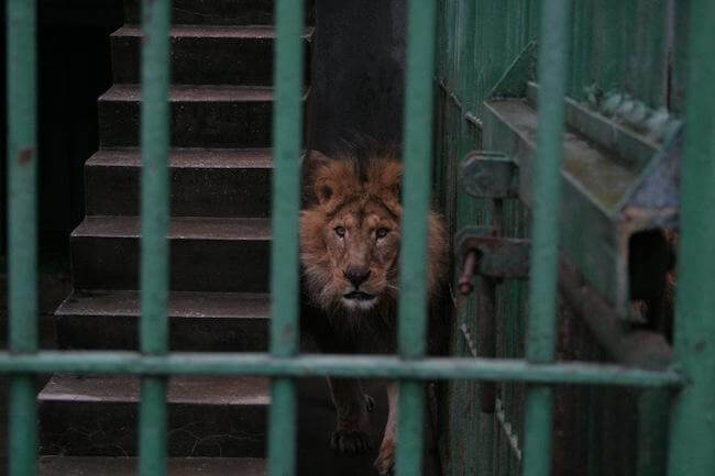 Cezar Zoo Tecuci 2009 VIER PFOTEN mic