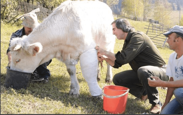 petrea dulgheru veterinar suceava