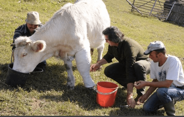 vaca salvata 