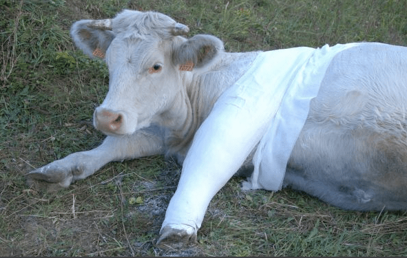 vaca ghips
