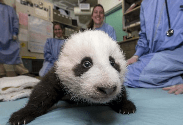 pui panda cel de-al treilea pas