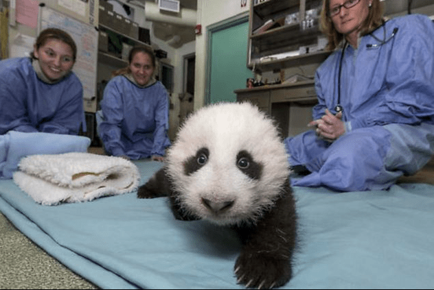 pui panda pasul al doilea