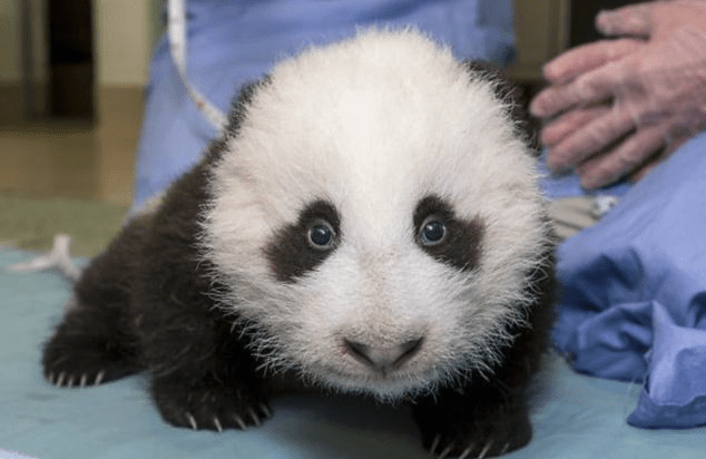 pui panda primul pas
