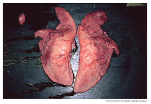 pneumonie enzootica porc