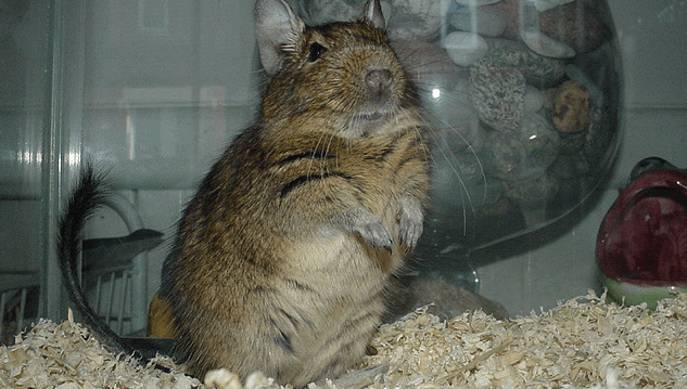 Ghid Ingrijire Veverite
