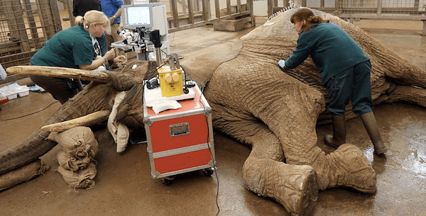 operatie elefant 2