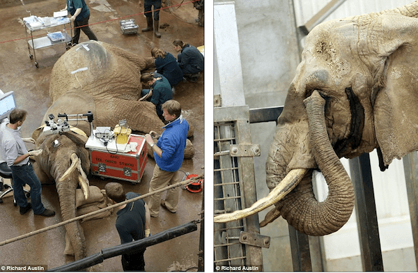 operatie elefant 6