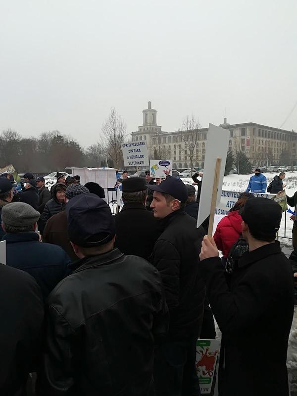 protest medici veterinari7