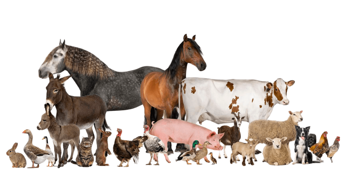 Cursuri Animale de renta