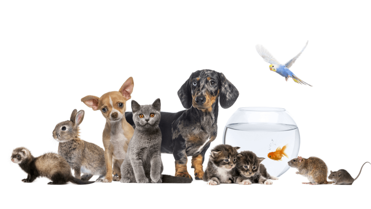 Cursuri Animale de companie